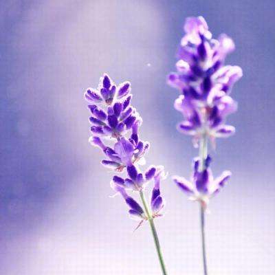 博鱼·体育app(中国)官网入口-手机版app下载